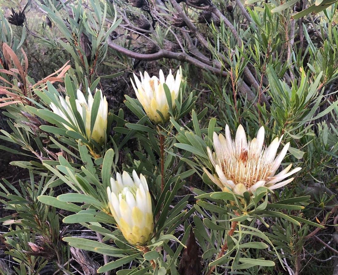 Villa Welbedacht Game&Nature Reserve Tulbagh Exterior foto