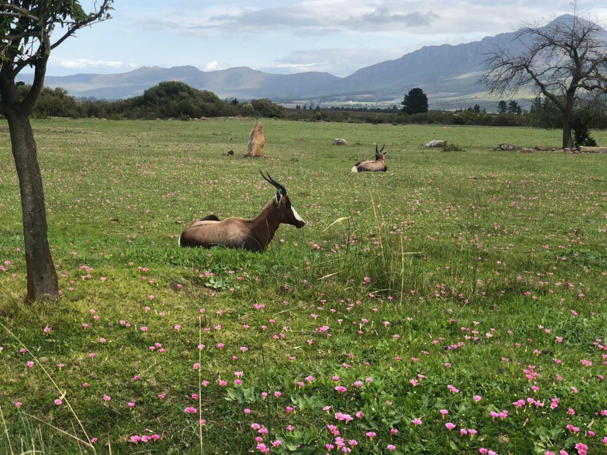 Villa Welbedacht Game&Nature Reserve Tulbagh Exterior foto